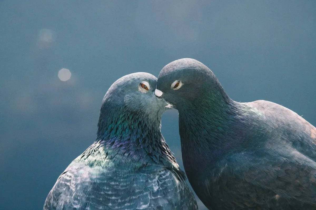 産経デジタル採用サイトの水鳥