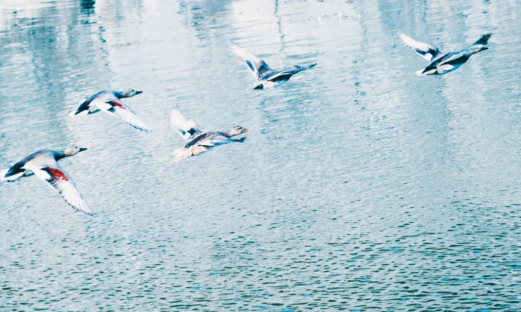 産経デジタル採用サイトの水鳥